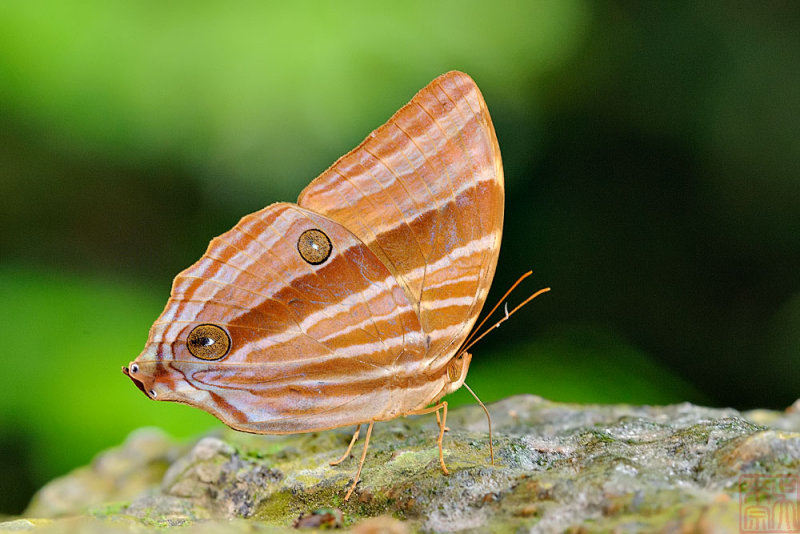 Amathusia binghami (The Palmking)