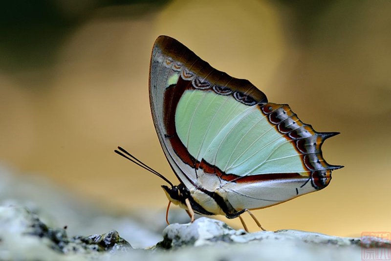 Polyura jalysus jalysus (The Indian Nawab)