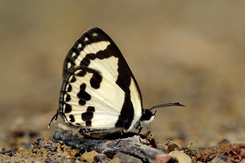 Caleta roxus pothus (The Straight Pierrot)
