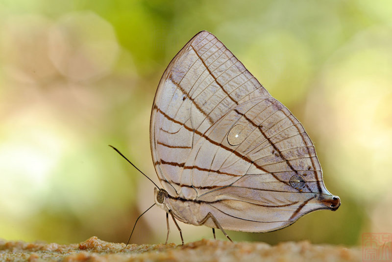 Amathuxidia amythaon dilucida (Koh-I-Noor)