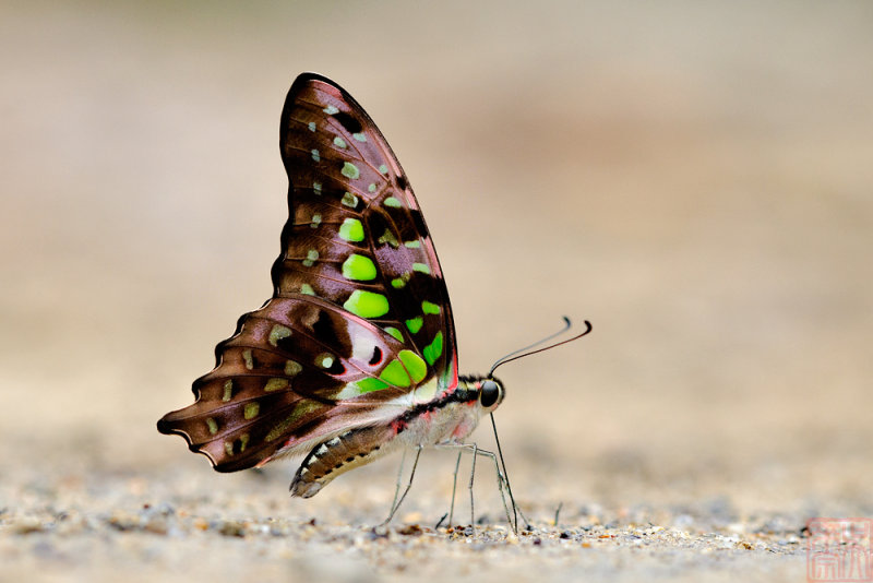 Graphium agamemnon agamemnon(Tailed Jay)