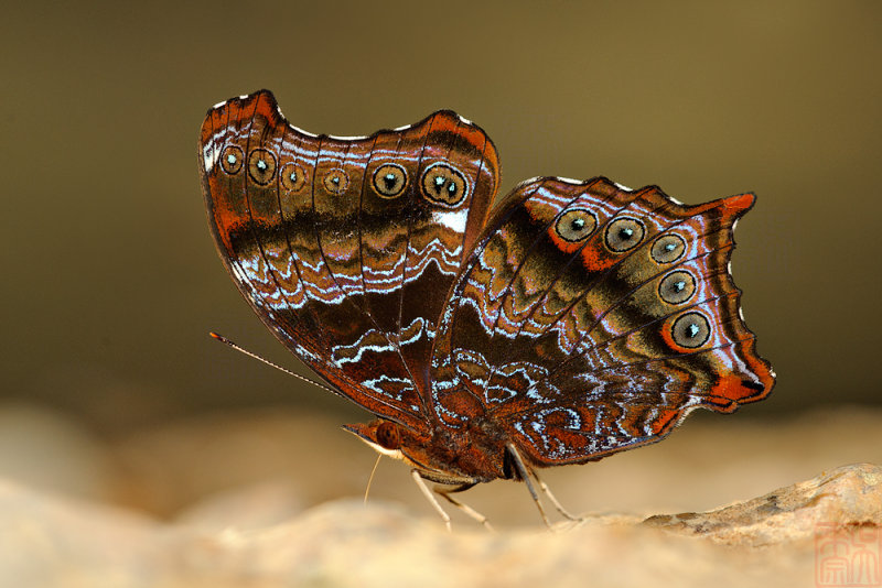 Rhinopalpa polynice eudoxia(Wizard)