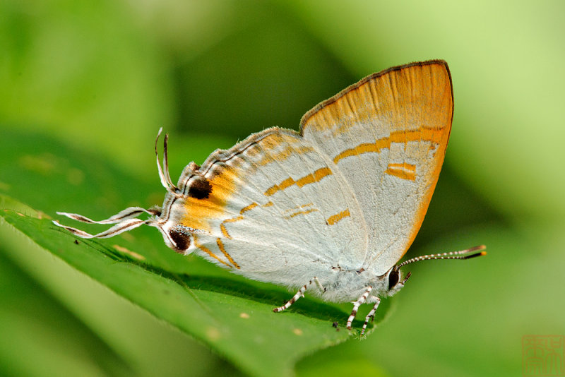Hypolycaena thecloides thecloides (The Brown Tit)