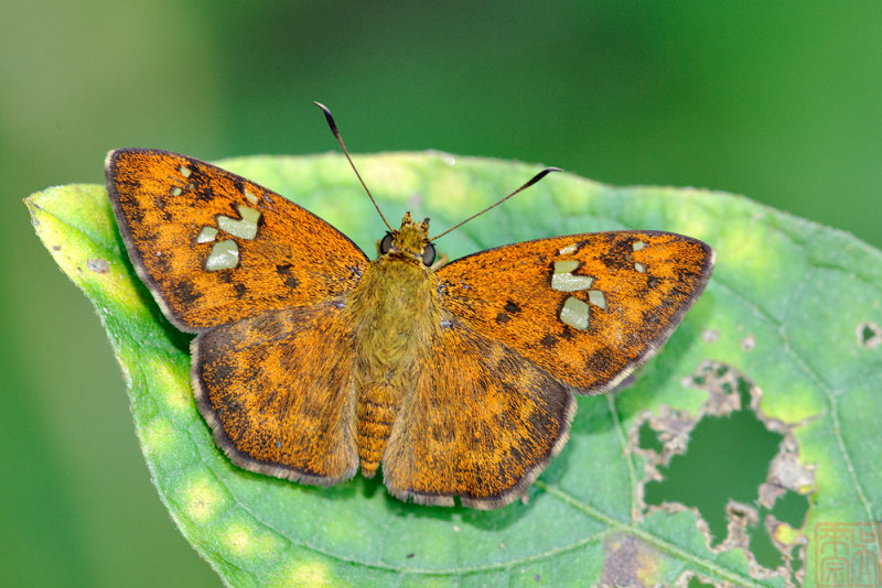 Pseudocoladenia dan dhyana (Fulvous Pied Flat)
