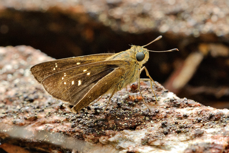Pelopidas agna