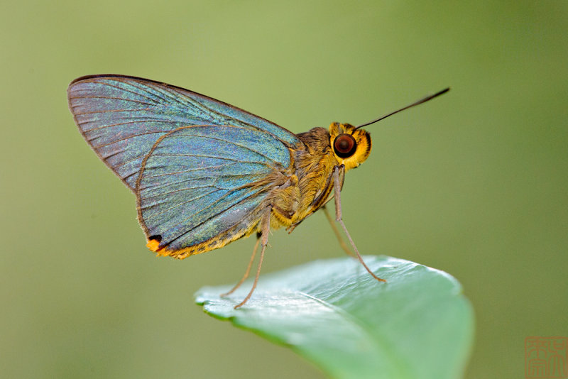 Pirdana distanti distanti (The Plain Green Palmer)