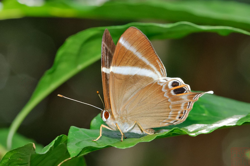 Abisara neophron chelina (Tailed Judy)
