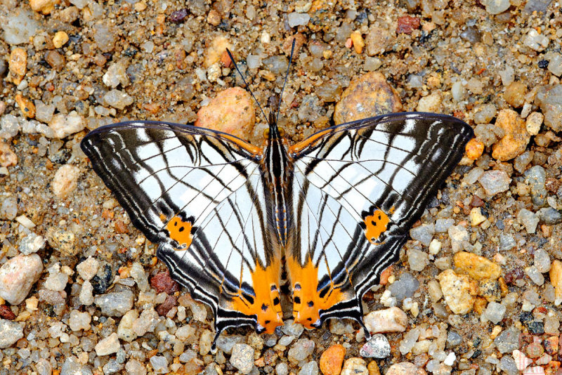 Cyrestis maenalis martini