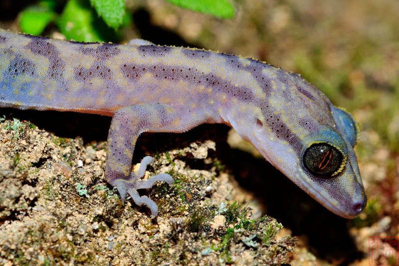 Cyrtodactylus quadrivirgatus