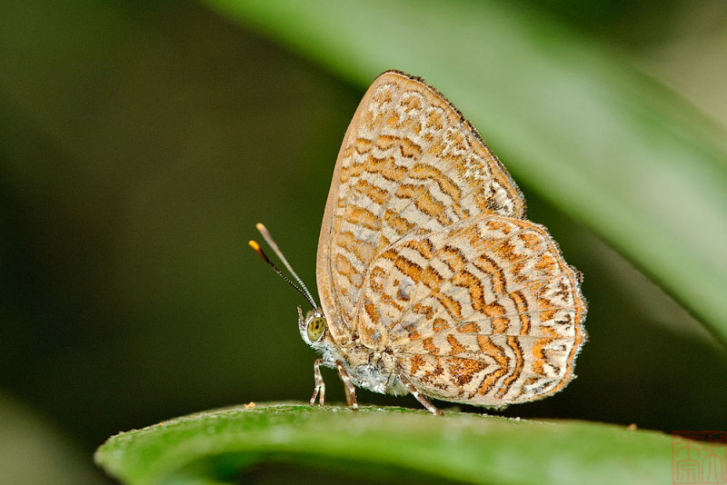 Poritia sumatrae sumatrae (Sumatran Gem)