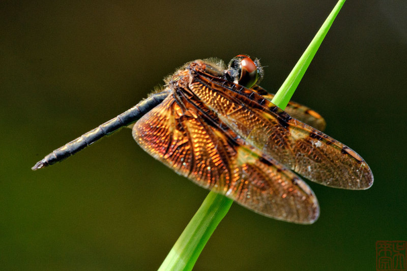 Rhyothemis obsolescens