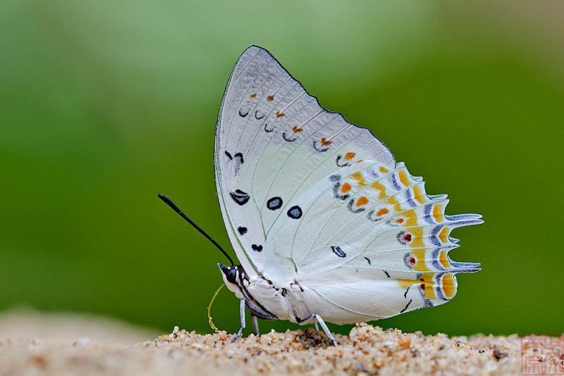 Polyura delphis concha (Jeweled Nawab)