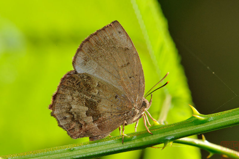 Surendra florimel (The Steely Acacia Blue)