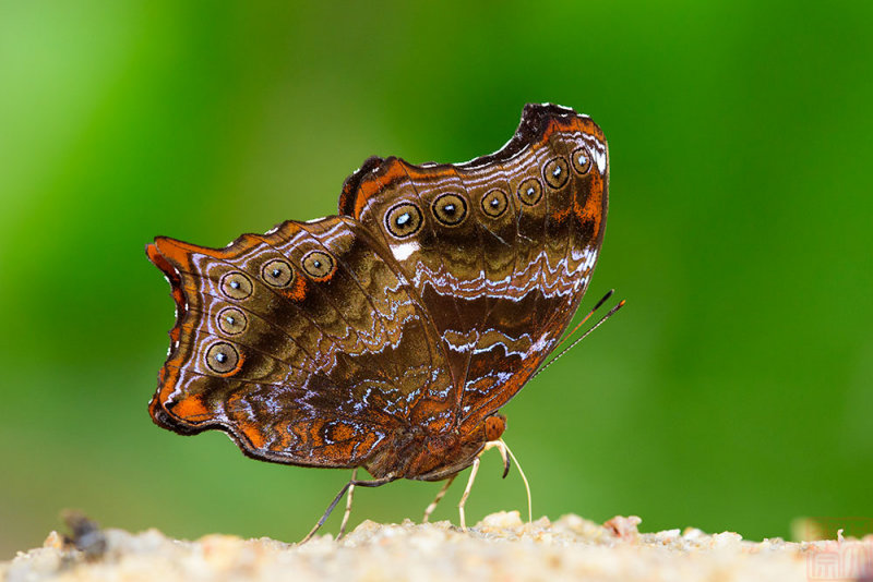 Rhinopalpa polynice eudoxia(Wizard)