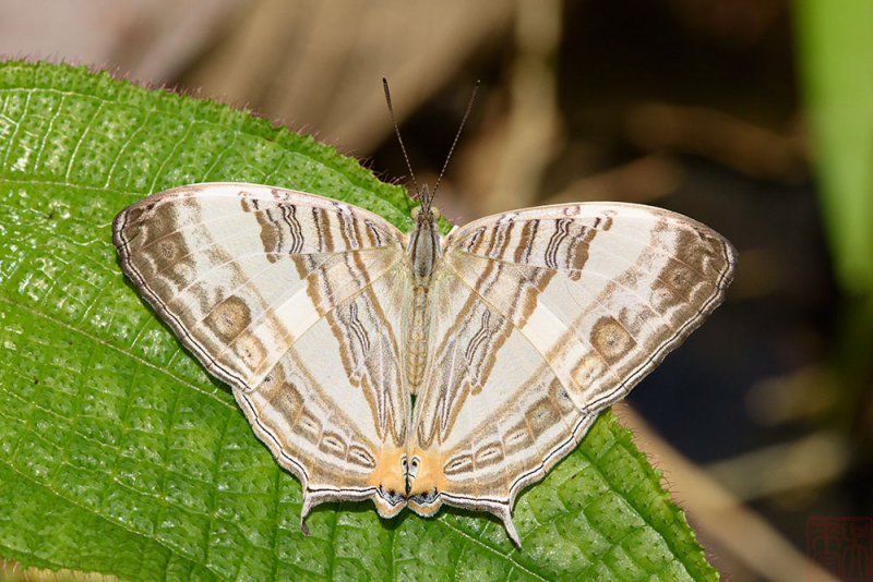 Cyrestis cocles earli -f. formosa