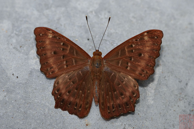 Zemeros flegyas allica (The Common Punchinello)