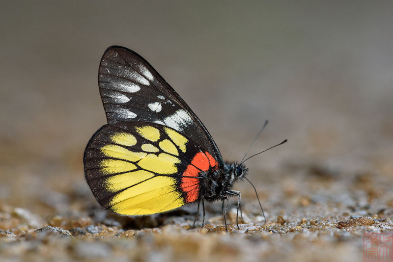Delias pasithoe thyra (The Red-base Jezebel)