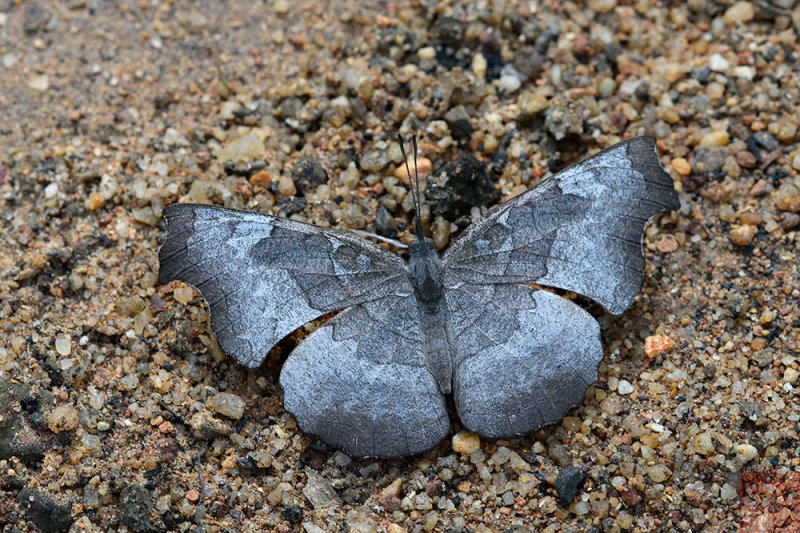 Laringa horsfieldi glaucescens (The Banded Dandy)