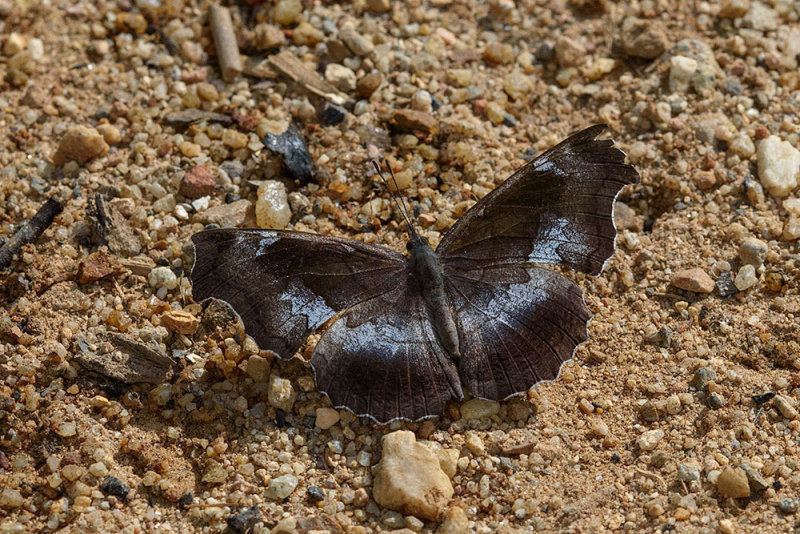 Laringa horsfieldi glaucescens (The Banded Dandy)