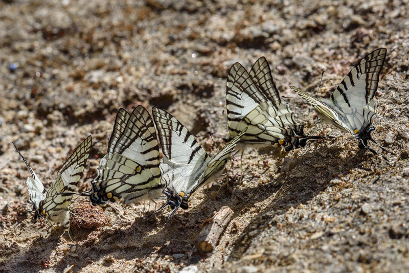 Graphium mandarinum kimurai (The Spectacle Swordtail)