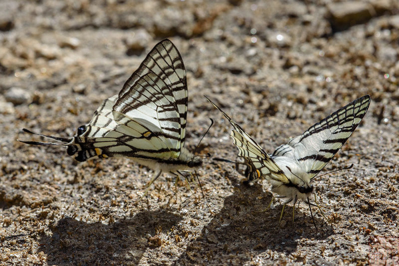 Graphium mandarinum kimurai (The Spectacle Swordtail)