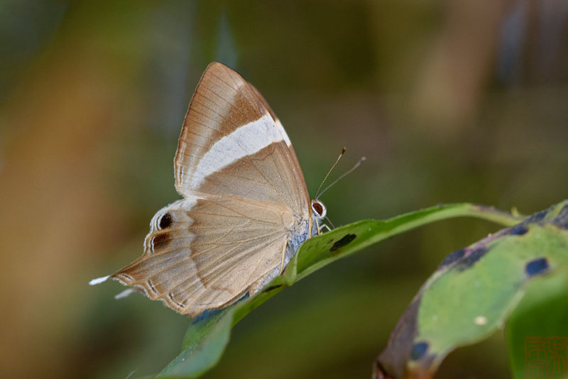 Abisara neophron chelina (The Tailed Judy)
