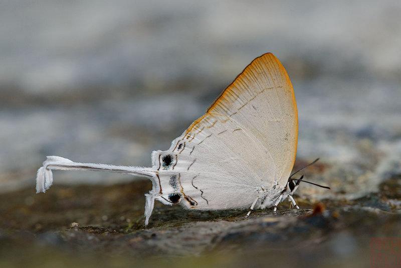 Cheritra freja evansi (The Common Imperial)