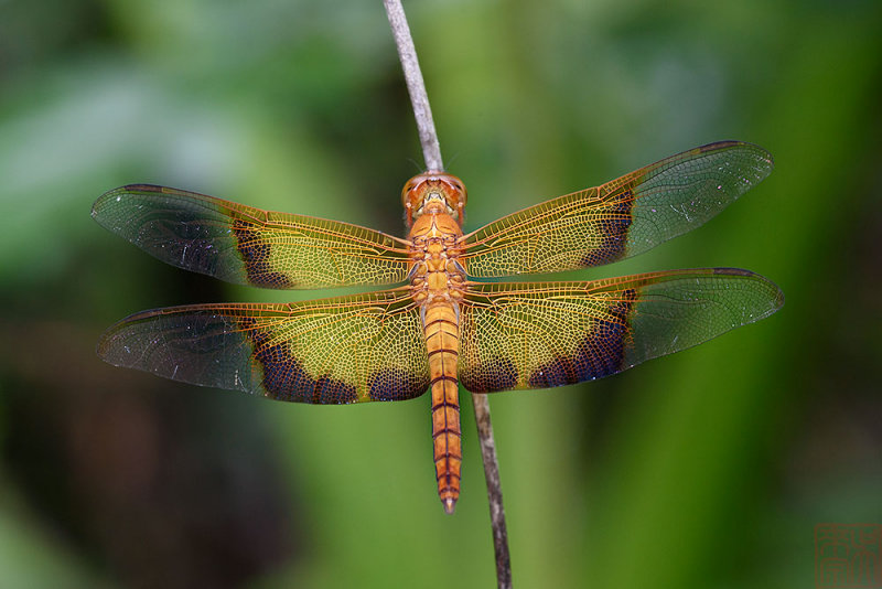 Camacinia gigantea (The Sultan) 