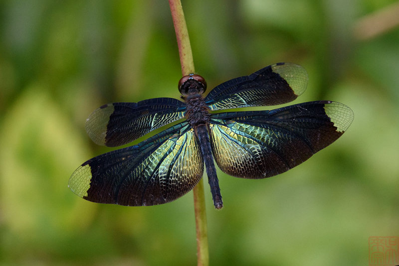 Rhyothemis plutonia -female