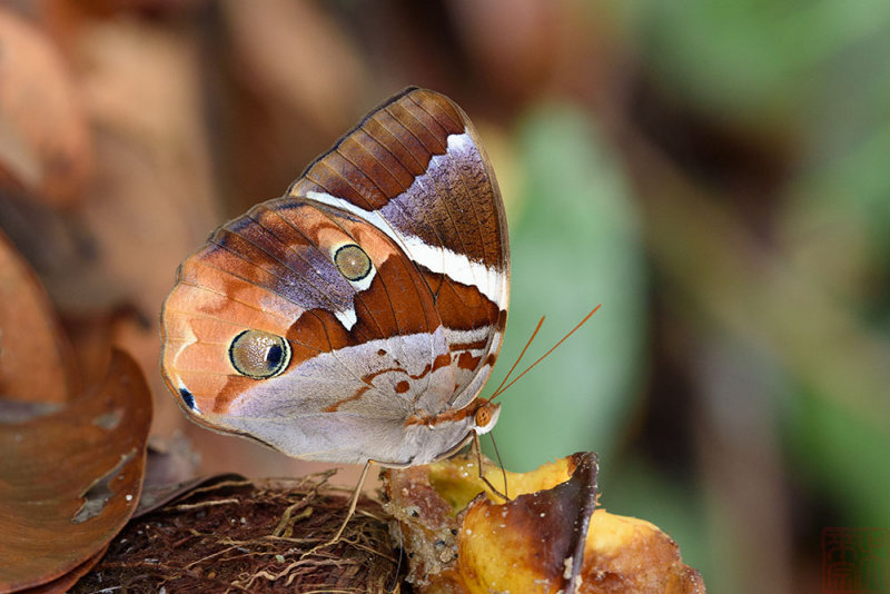 Thauria aliris pseudaliris (The Tufted Jungleking)
