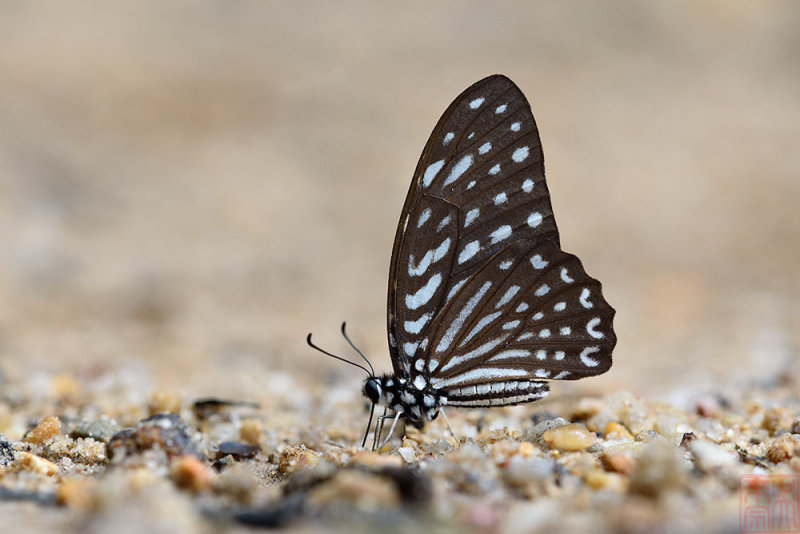 Graphium megarus megapenthes (The Spotted Zebra)