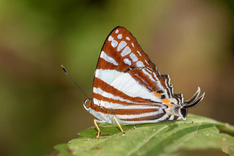 Dodona deodata deodata (The White Punch)