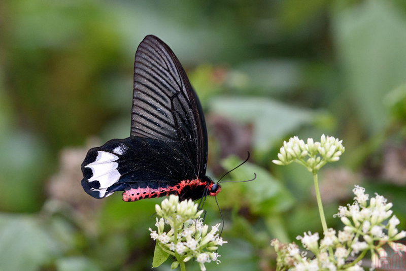Atrophaneura varuna zaleucus (The Burmese Batwing)