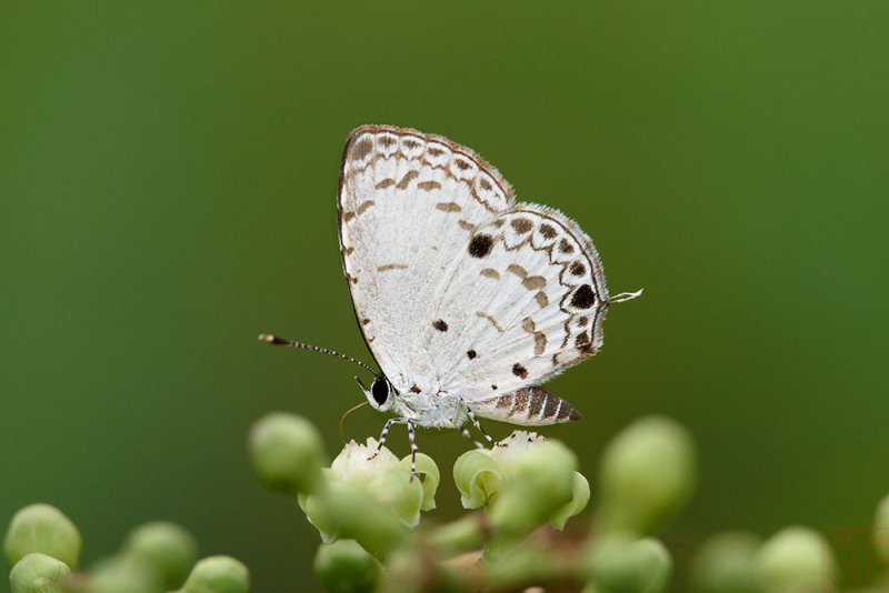 Megisba malaya sikkima (The Malayan) - male