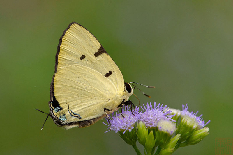 Rapala domitia domitia (The Yellow flash)