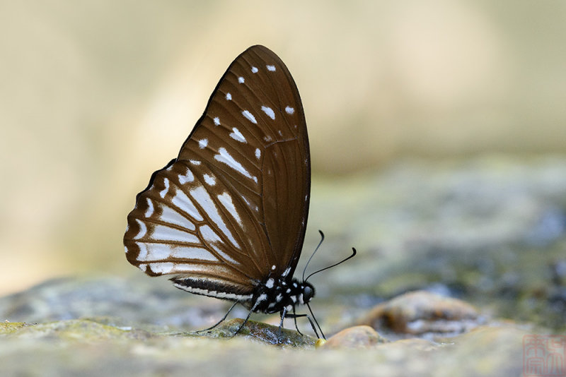 Graphium ramaceus pendleburyi (Pendleburys Zebra)