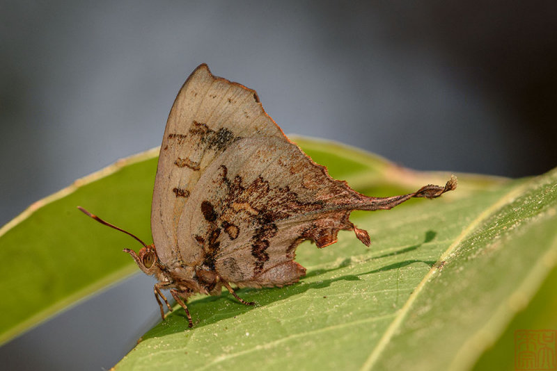 Cheritrella truncipennis (The Truncate Imperial)