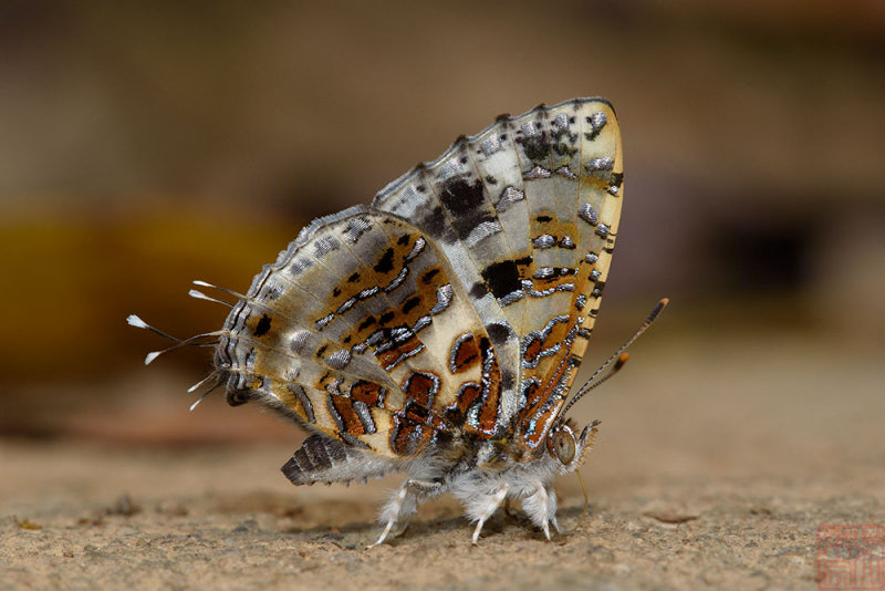 Catapaecilma major albicans (The Gray Tinsel)