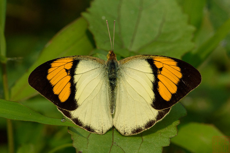 Ixias pyrene yunnanensis (Yellow Orange Tip)