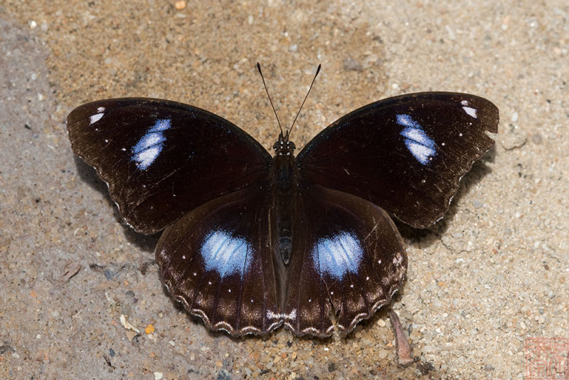 Hypolimnas bolina jacintha (Jacintha Eggfly)