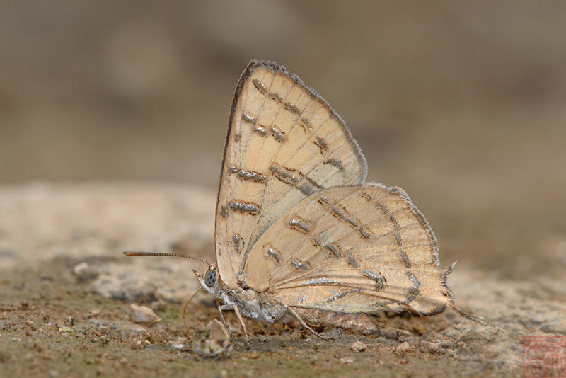 Cigaritis maximus (The Karen Silverline)
