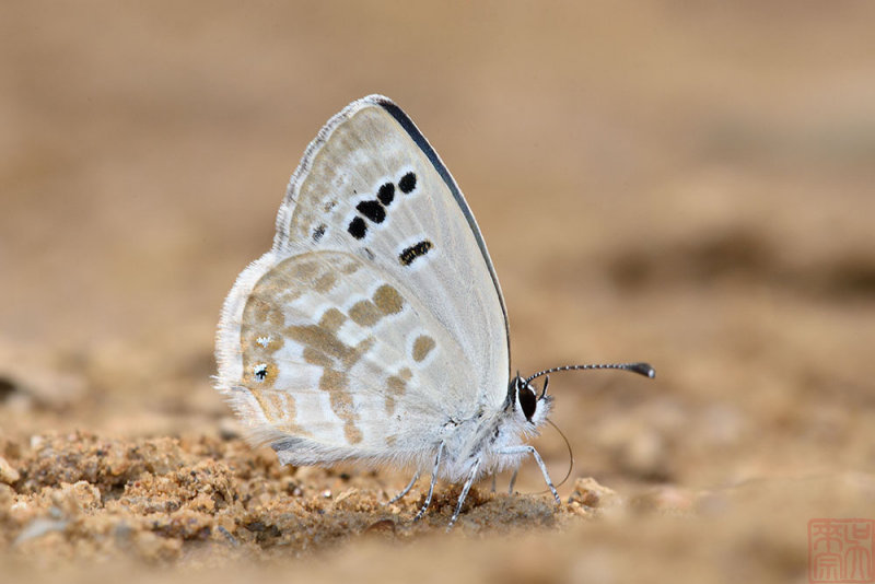 Tongeia ion ssp. (The Black-spotted Cupid)