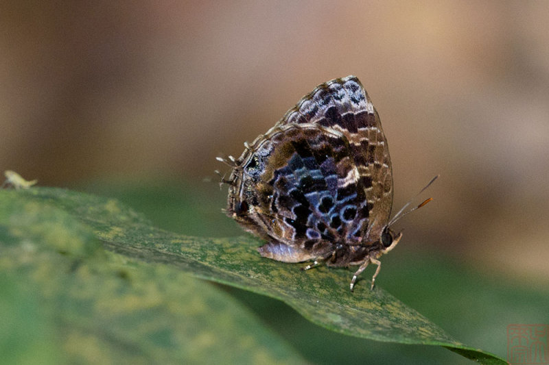 Arhopala abseus abseus