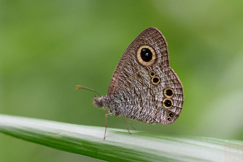 Ypthima baldus newboldi (Common Five Ring)