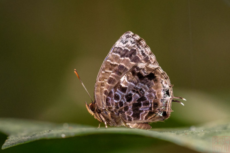 Arhopala abseus abseus