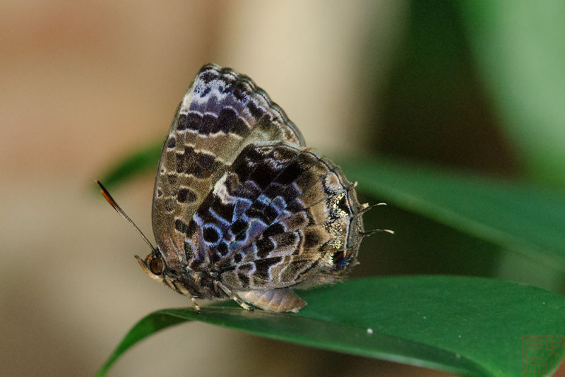 Arhopala abseus abseus