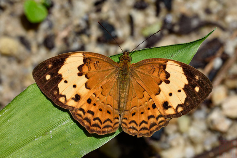 Cupha erymanthis lotis (Rustic)