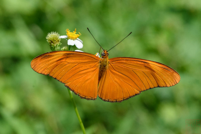 Dryas iulia (Julia Heliconian)
