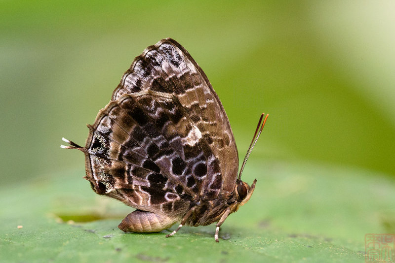 Arhopala abseus abseus