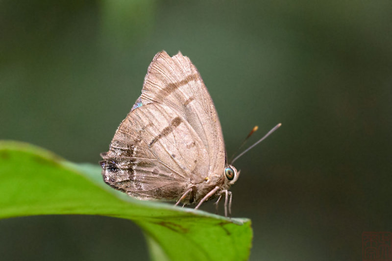 Arhopala caeca